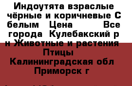 Индоутята взраслые чёрные и коричневые С белым › Цена ­ 450 - Все города, Кулебакский р-н Животные и растения » Птицы   . Калининградская обл.,Приморск г.